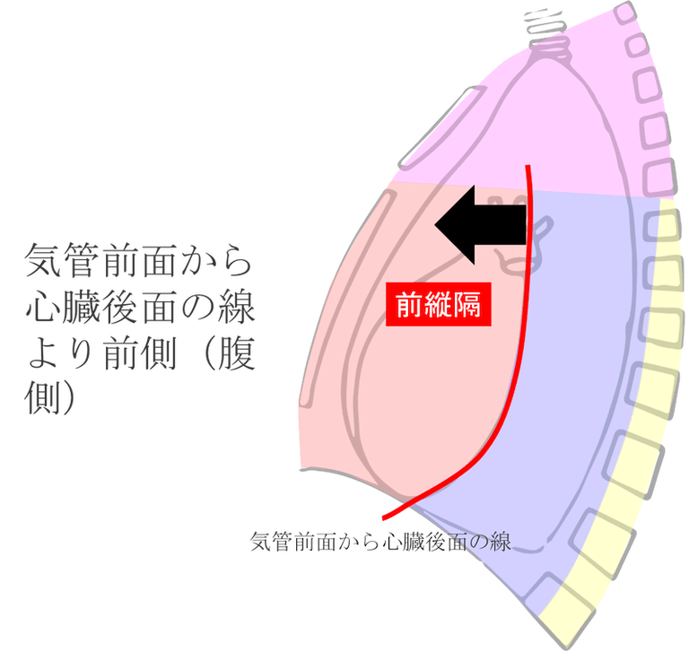 CT画像・図あり】縦隔とは？解剖・含まれる臓器をわかりやすく解説！